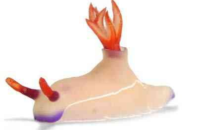Criaturas inacreditáveis do fundo do mar nudib48