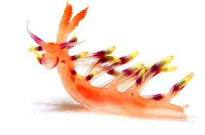 Criaturas inacreditáveis do fundo do mar nudib57