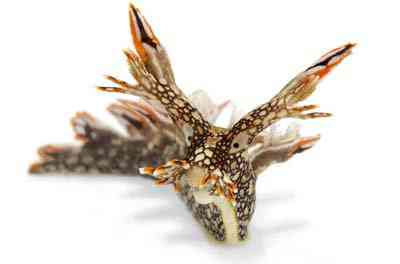 Criaturas inacreditáveis do fundo do mar nudib59
