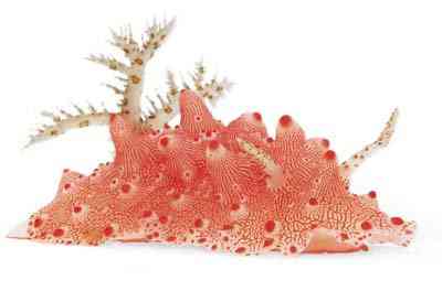 Criaturas inacreditáveis do fundo do mar nudib63