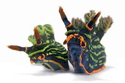 Criaturas inacreditáveis do fundo do mar nudib64