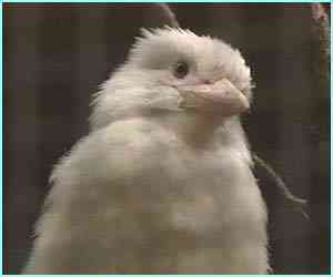 Albinismo: O branco que a natureza merece 1764125 albino3 | Animais | animais, bichos, bizarro, cachorro, curioso, mutante, peixe