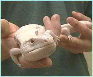 Albinismo: O branco que a natureza merece 1764125 albino4 | Animais | animais, bichos, bizarro, cachorro, curioso, mutante, peixe