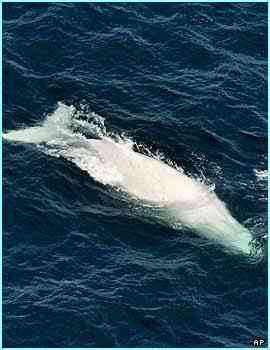Albinismo: O branco que a natureza merece 39267039 pg whitewhale ap | Animais | animais, bichos, bizarro, cachorro, curioso, mutante, peixe
