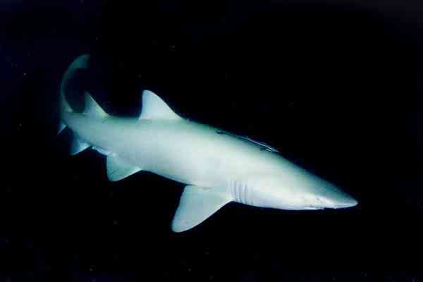 Albinismo: O branco que a natureza merece AlbinoSandtigerShark002 | Animais | animais, bichos, bizarro, cachorro, curioso, mutante, peixe