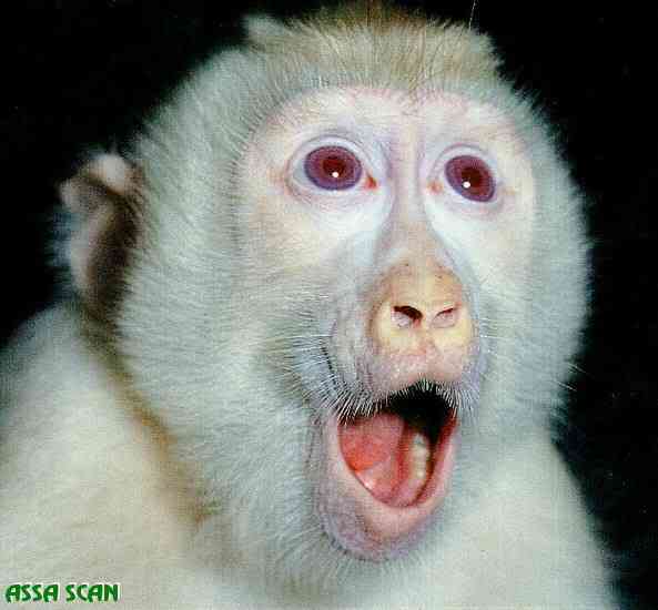 Albinismo: O branco que a natureza merece Albino Macaque Face Closeup by Aska | Animais | animais, bichos, bizarro, cachorro, curioso, mutante, peixe