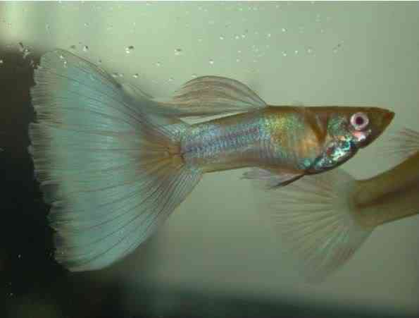 Albinismo: O branco que a natureza merece Albino blue neon | Animais | animais, bichos, bizarro, cachorro, curioso, mutante, peixe