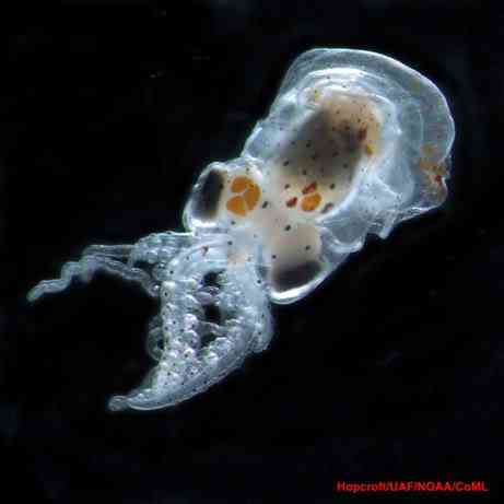 Criaturas inacreditáveis do fundo do mar - parte 2 Baby octopus 461 | Animais | animais, bichos, bizarro, criaturas, curioso, estranho, incrível, peixe, peixes