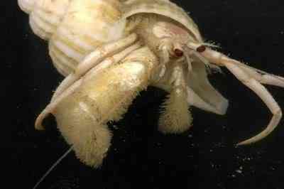 Albinismo: O branco que a natureza merece Furry | Animais | animais, bichos, bizarro, cachorro, curioso, mutante, peixe