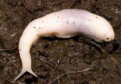 Albinismo: O branco que a natureza merece GhostSlugadult | Animais | animais, bichos, bizarro, cachorro, curioso, mutante, peixe