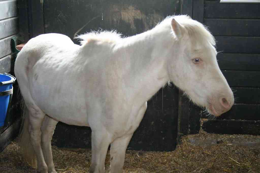 Albinismo: O branco que a natureza merece IMG 3863 | Animais | animais, bichos, bizarro, cachorro, curioso, mutante, peixe