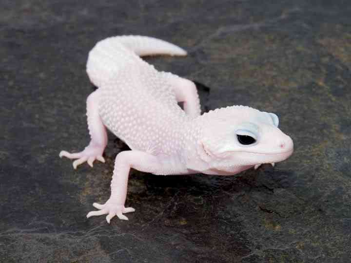 Albinismo: O branco que a natureza merece MSS Patternless Male | Animais | animais, bichos, bizarro, cachorro, curioso, mutante, peixe