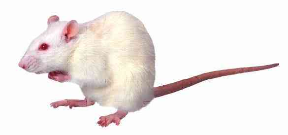 Albinismo: O branco que a natureza merece Mouse | Animais | animais, bichos, bizarro, cachorro, curioso, mutante, peixe