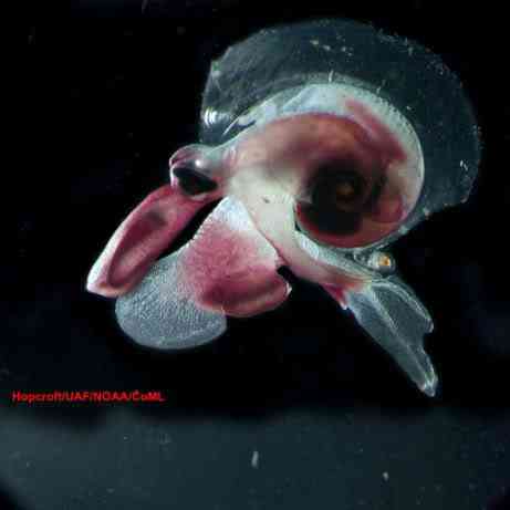 Criaturas inacreditáveis do fundo do mar - parte 2 Oxygyrus keraudreni 461 | Animais | animais, bichos, bizarro, criaturas, curioso, estranho, incrível, peixe, peixes