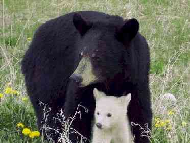 Albinismo: O branco que a natureza merece albino bear b | Animais | animais, bichos, bizarro, cachorro, curioso, mutante, peixe