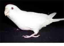 Albinismo: O branco que a natureza merece albino budgie b | Animais | animais, bichos, bizarro, cachorro, curioso, mutante, peixe