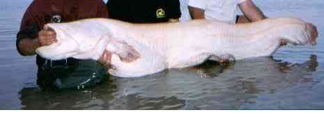 Albinismo: O branco que a natureza merece albino catfish b | Animais | animais, bichos, bizarro, cachorro, curioso, mutante, peixe