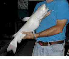 Albinismo: O branco que a natureza merece albino catfishblue b | Animais | animais, bichos, bizarro, cachorro, curioso, mutante, peixe