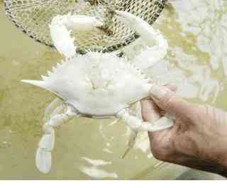 Albinismo: O branco que a natureza merece albino crab2 b | Animais | animais, bichos, bizarro, cachorro, curioso, mutante, peixe