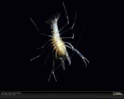 Albinismo: O branco que a natureza merece albino crayfish florida 521068 | Animais | animais, bichos, bizarro, cachorro, curioso, mutante, peixe