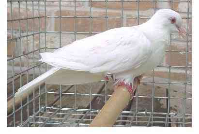 Albinismo: O branco que a natureza merece albino dove b | Animais | animais, bichos, bizarro, cachorro, curioso, mutante, peixe