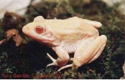 Albinismo: O branco que a natureza merece albino frogleopard b | Animais | animais, bichos, bizarro, cachorro, curioso, mutante, peixe