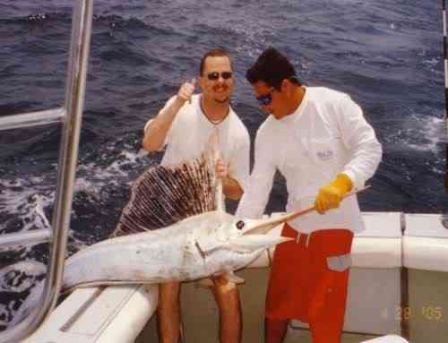 Albinismo: O branco que a natureza merece albino sailfish | Animais | animais, bichos, bizarro, cachorro, curioso, mutante, peixe