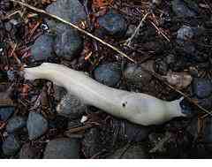 Albinismo: O branco que a natureza merece albino slug b | Animais | animais, bichos, bizarro, cachorro, curioso, mutante, peixe