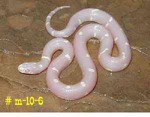 Albinismo: O branco que a natureza merece albino snake b | Animais | animais, bichos, bizarro, cachorro, curioso, mutante, peixe