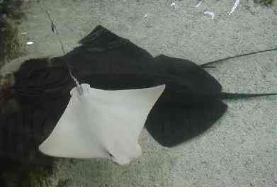 Albinismo: O branco que a natureza merece albino stingray b | Animais | animais, bichos, bizarro, cachorro, curioso, mutante, peixe