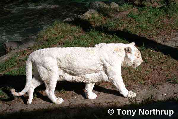 Albinismo: O branco que a natureza merece albino tiger | Animais | animais, bichos, bizarro, cachorro, curioso, mutante, peixe