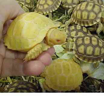 Albinismo: O branco que a natureza merece albino tortoise sulcata2 b | Animais | animais, bichos, bizarro, cachorro, curioso, mutante, peixe