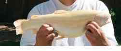Albinismo: O branco que a natureza merece albino trout b | Animais | animais, bichos, bizarro, cachorro, curioso, mutante, peixe