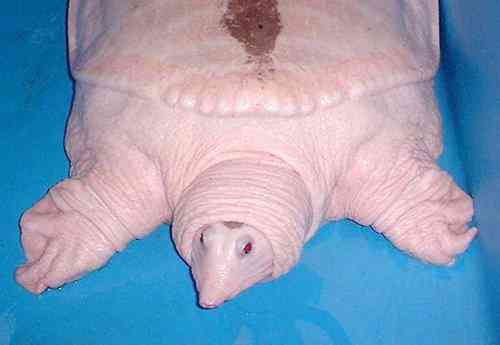 Albinismo: O branco que a natureza merece albino18 | Animais | animais, bichos, bizarro, cachorro, curioso, mutante, peixe