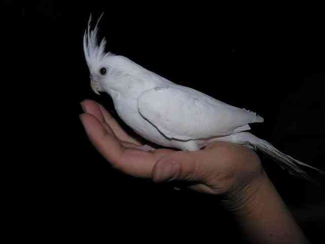 Albinismo: O branco que a natureza merece albino4 | Animais | animais, bichos, bizarro, cachorro, curioso, mutante, peixe