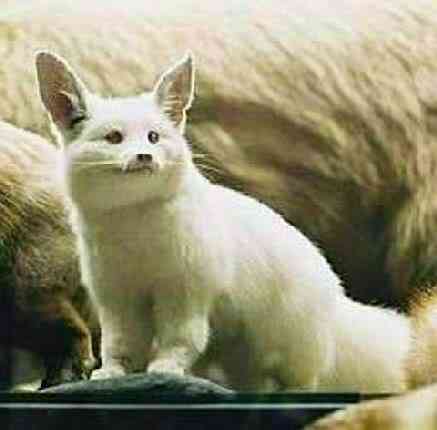 Albinismo: O branco que a natureza merece albino animals2 | Animais | animais, bichos, bizarro, cachorro, curioso, mutante, peixe