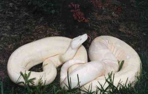 Albinismo: O branco que a natureza merece albino animals3 | Animais | animais, bichos, bizarro, cachorro, curioso, mutante, peixe