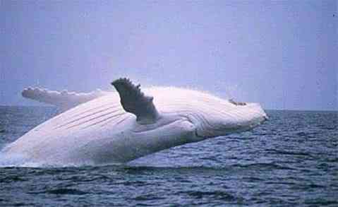 Albinismo: O branco que a natureza merece albino animals5 | Animais | animais, bichos, bizarro, cachorro, curioso, mutante, peixe