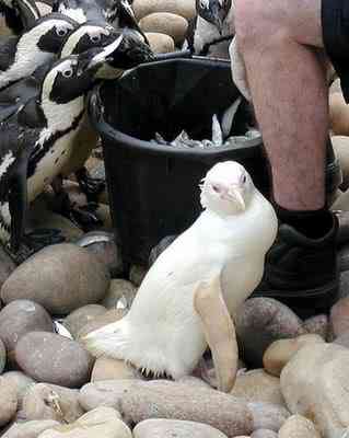 Albinismo: O branco que a natureza merece albino animals 14 | Animais | animais, bichos, bizarro, cachorro, curioso, mutante, peixe