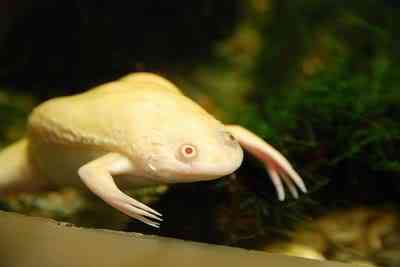 Albinismo: O branco que a natureza merece albino animals 21 | Animais | animais, bichos, bizarro, cachorro, curioso, mutante, peixe