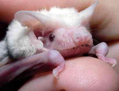 Albinismo: O branco que a natureza merece albino microbat | Animais | animais, bichos, bizarro, cachorro, curioso, mutante, peixe