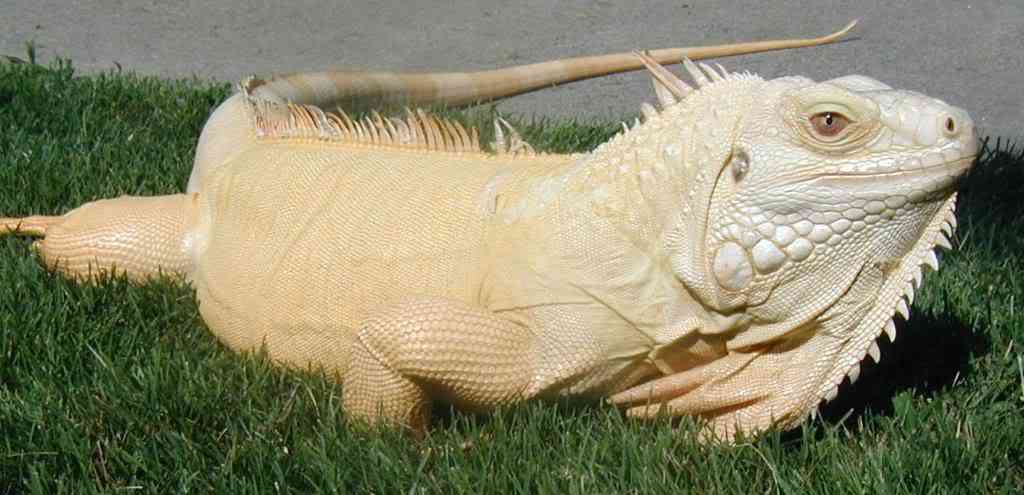 Albinismo: O branco que a natureza merece albinofemale | Animais | animais, bichos, bizarro, cachorro, curioso, mutante, peixe