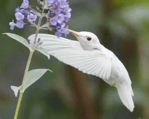albinohummer-500x400 albinohummer | Animais | animais, bichos, bizarro, cachorro, curioso, mutante, peixe