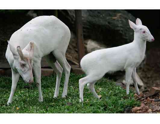 Albinismo: O branco que a natureza merece ap deer 080411 ssh | Animais | animais, bichos, bizarro, cachorro, curioso, mutante, peixe