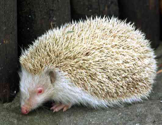 Albinismo: O branco que a natureza merece ap hedgehog 080411 ssh 1 | Animais | animais, bichos, bizarro, cachorro, curioso, mutante, peixe