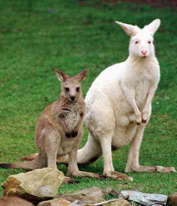 Albinismo: O branco que a natureza merece ap kangaroo 080411 ssv | Animais | animais, bichos, bizarro, cachorro, curioso, mutante, peixe