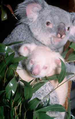 Albinismo: O branco que a natureza merece ap koala 080411 ssv | Animais | animais, bichos, bizarro, cachorro, curioso, mutante, peixe