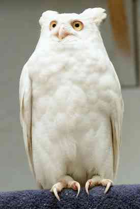 Albinismo: O branco que a natureza merece ap owl 080411 ssv | Animais | animais, bichos, bizarro, cachorro, curioso, mutante, peixe