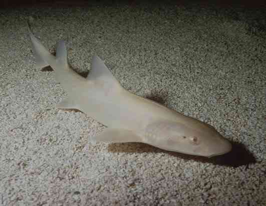 Albinismo: O branco que a natureza merece ap shark 080411 ssh | Animais | animais, bichos, bizarro, cachorro, curioso, mutante, peixe