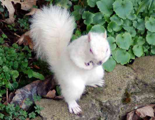 Albinismo: O branco que a natureza merece ap squirrel 080411 ssh | Animais | animais, bichos, bizarro, cachorro, curioso, mutante, peixe